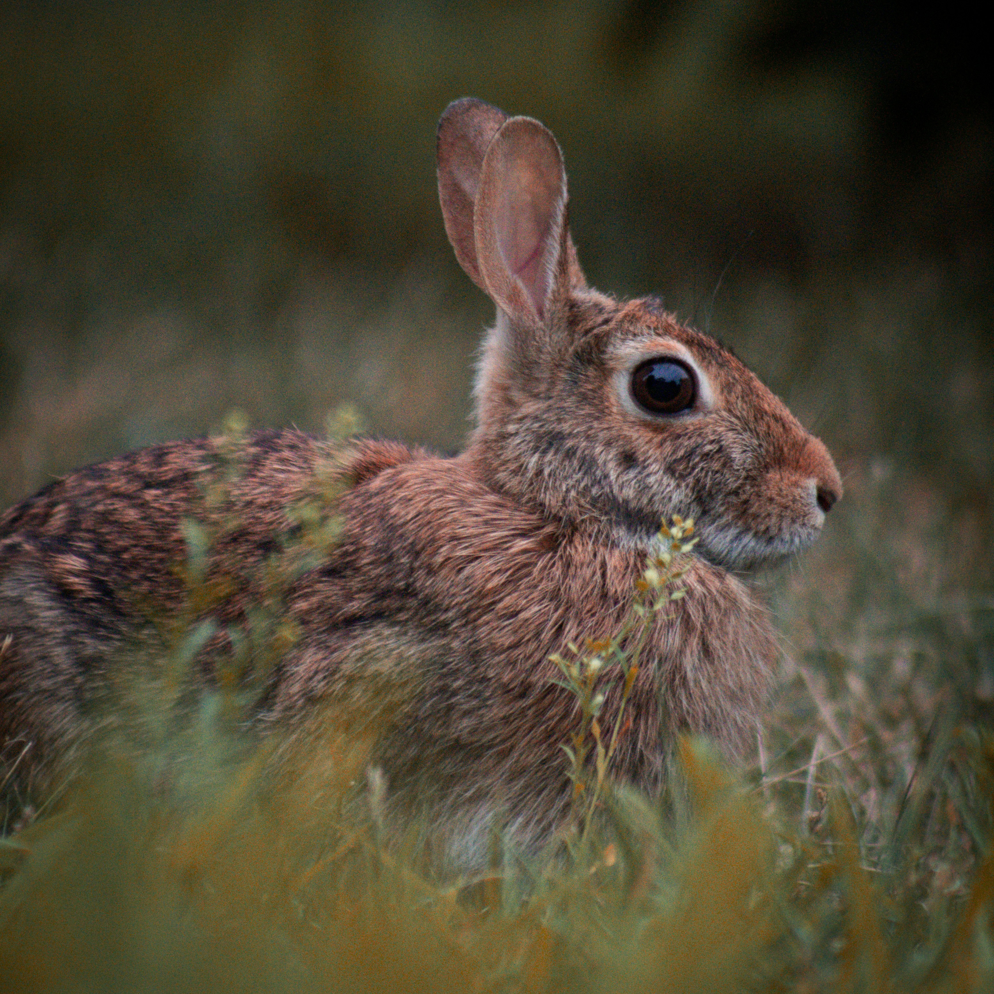 Eastern cotton tail rabbit